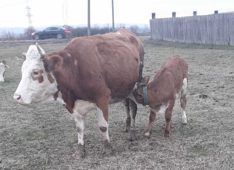 Vand 2 vaci de rasa Baltata Romaneasca fiecare, avand 2 vitele fiecare