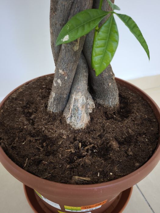 Arborele banilor Pachira tulpina impletita