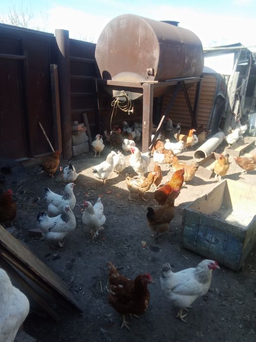 Продаи домашних цыплят