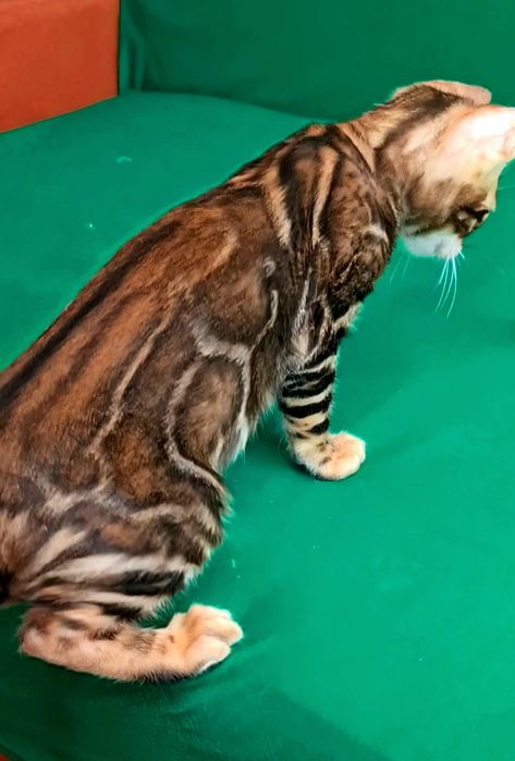 Продажа статусного бенгальского котенка