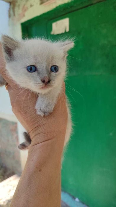 Отдадим красивых котят