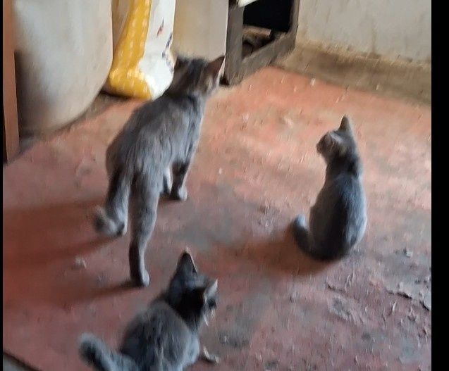 Отдам котят крысалов