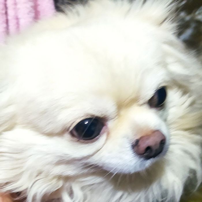 Продаеться чихуахуа