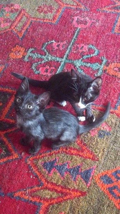 Котята даром в добрые руки