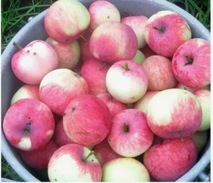 Саженцы яблони сорт Мельба