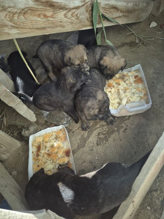 Отдам в хорошие руки 6 мальчиков 3 девочек