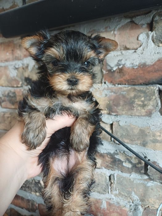 Щенки йоркширского терьера.