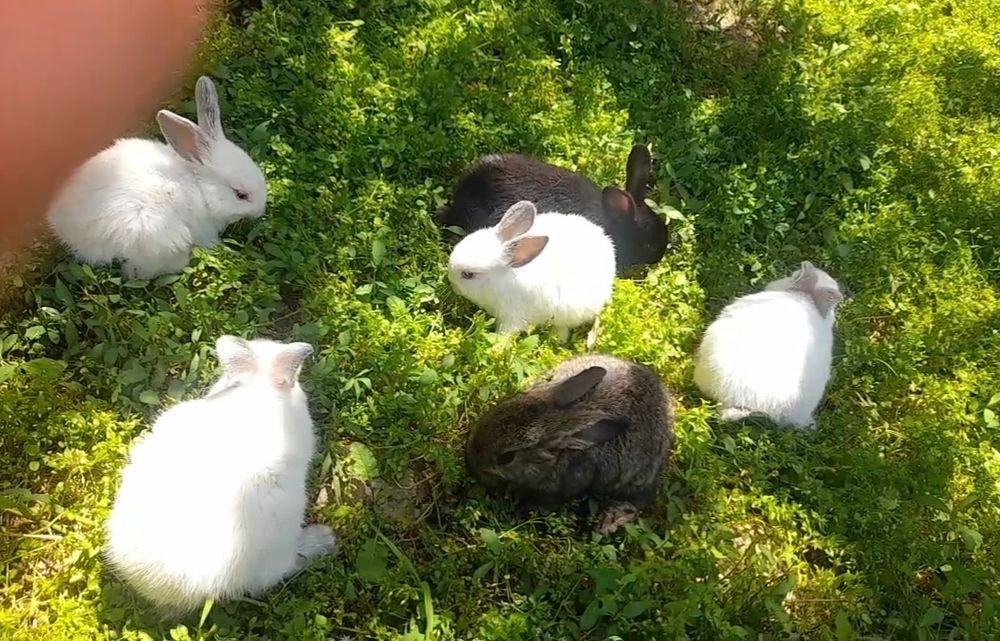 Quyon bolalari sotiladi