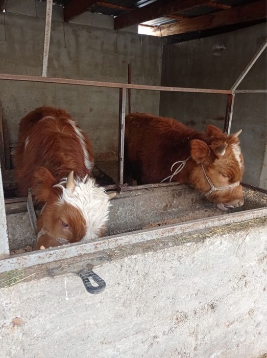 6 бас бука сатылады срочно