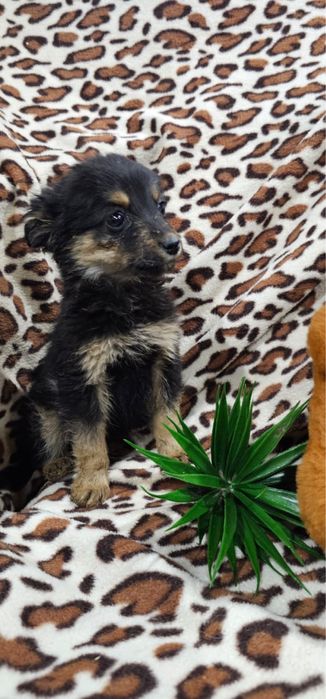 Щенки в хорошие руки.