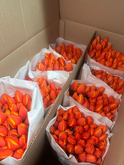 Тюльпаны белорусские