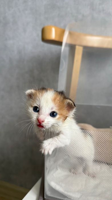 Отдам котёнка в добрые руки!