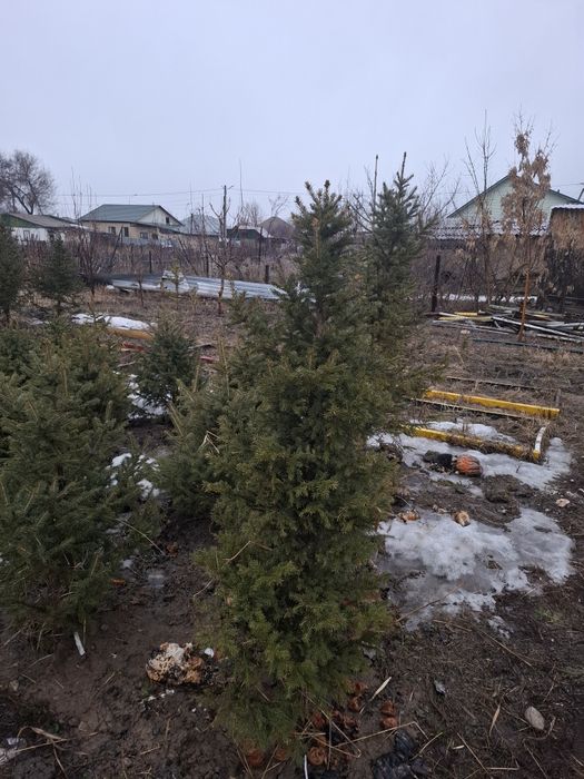 Ёлки 1.2 - 1.5 метра