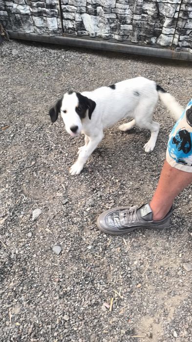 Девочка в добрые руки