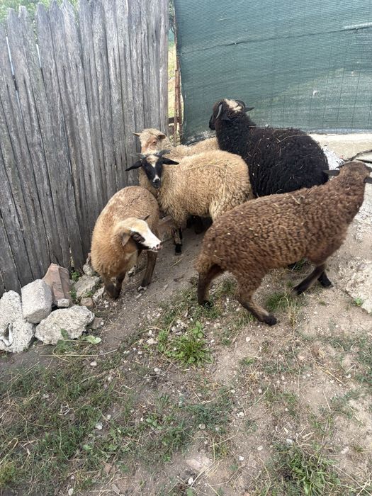 Vand miei rasa buna