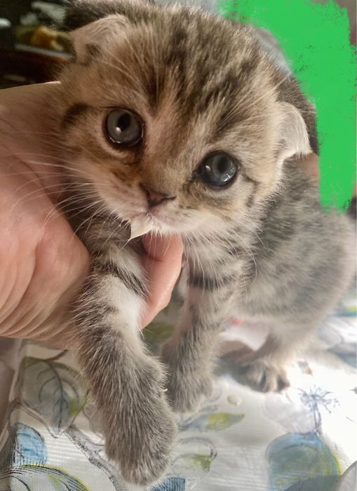 Котята британские