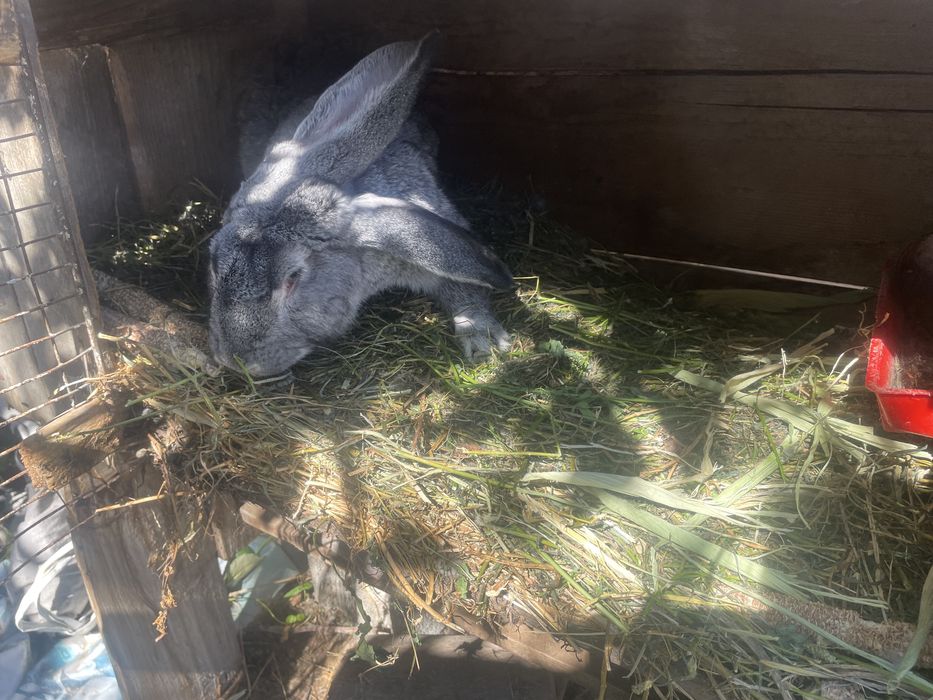 Vand iepuri taile mare