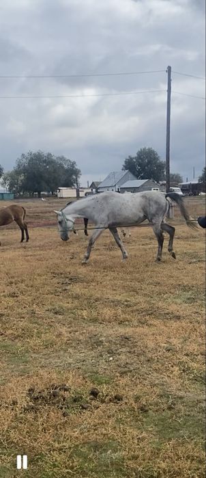 Жеребец  убучен ему будет семь лет