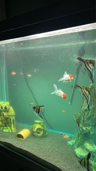 АКВАРИУМ Заводской 180л