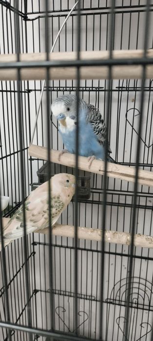 Большая клетка с попугаями