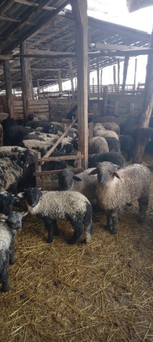 Vând miei pentru sărbători...