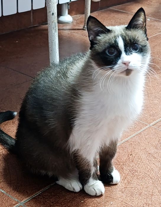 Красивый котик в добрые руки