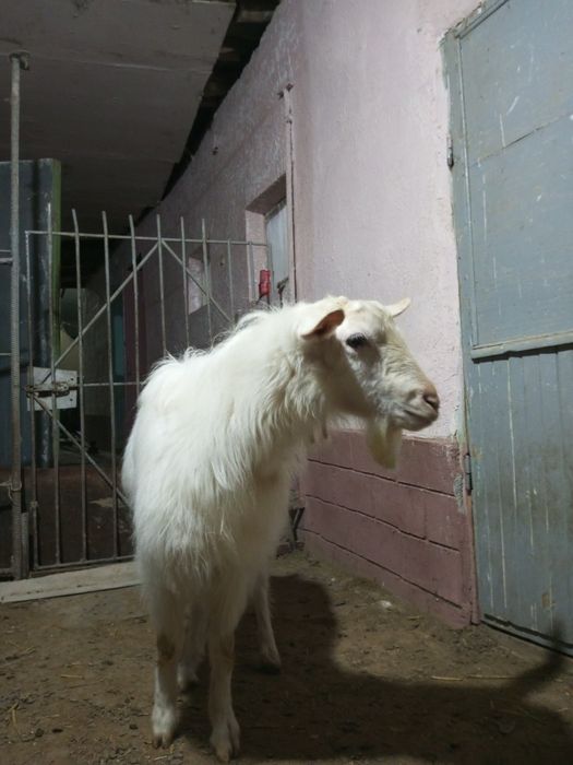 Продается. Козел( така)