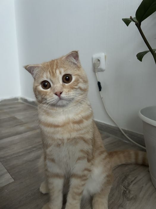 Вязка шотландская шиншилла