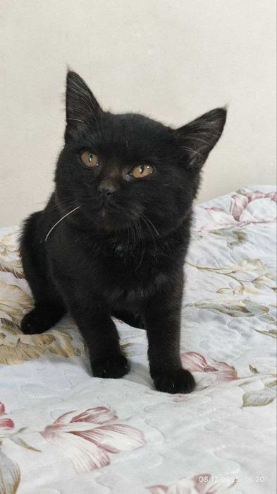 Продается котенок