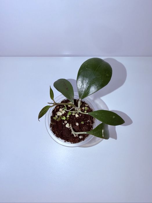 Хойя, комнатные растения, комнатные цветы