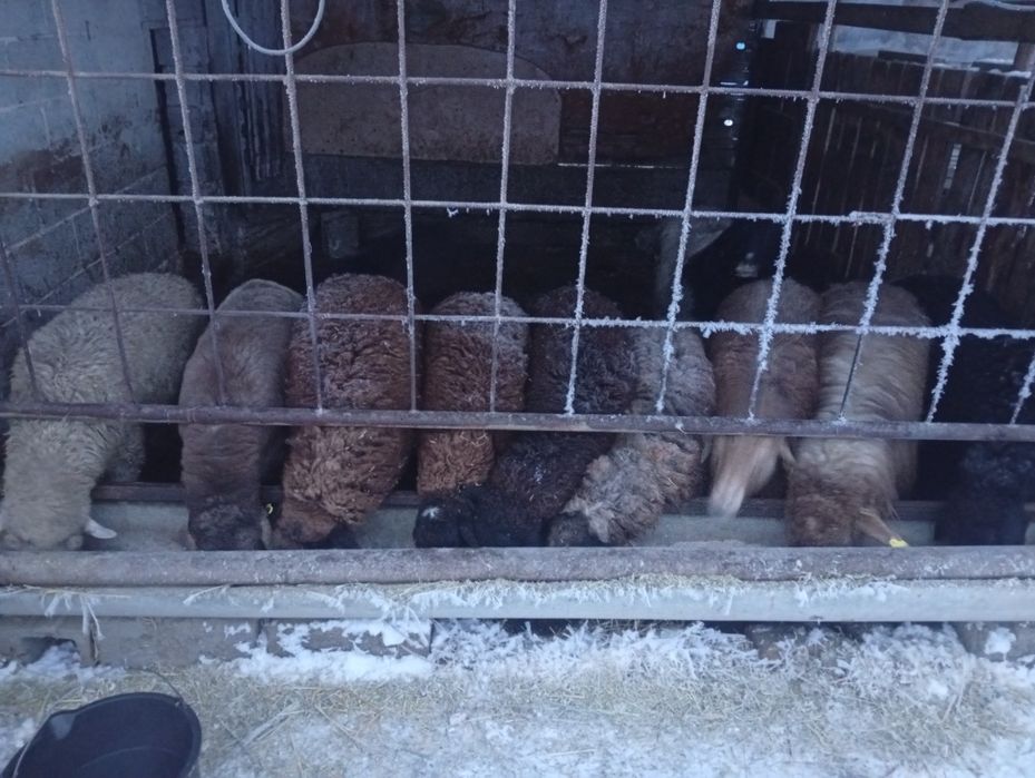 семиз кой,токтылар