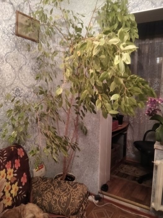 Фикус Бенджамина