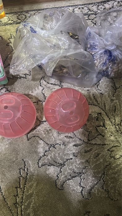 Джунгарские хомяки