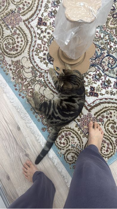 Шотландский вислоухий, бенгальский Кот