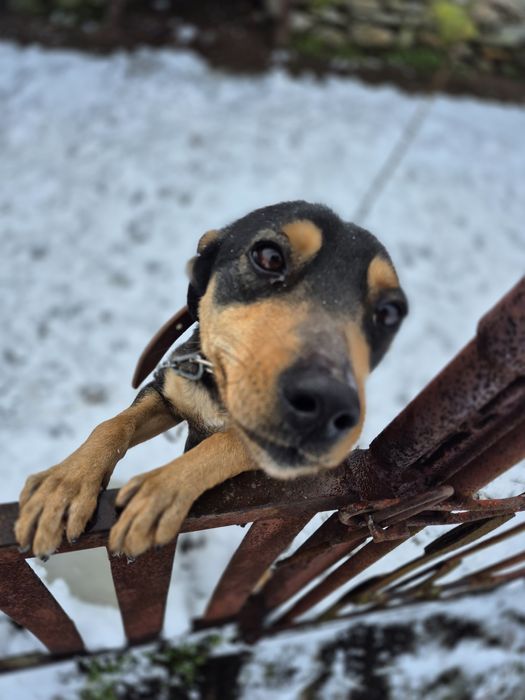 Подарявам женски  кученца