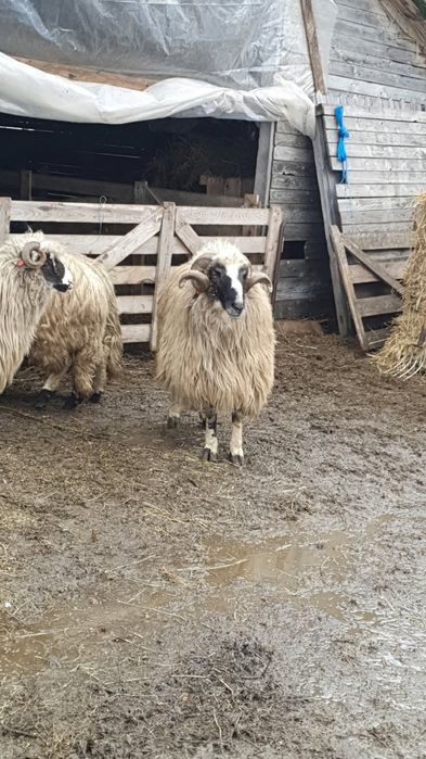 Vand sau schimb berbeci