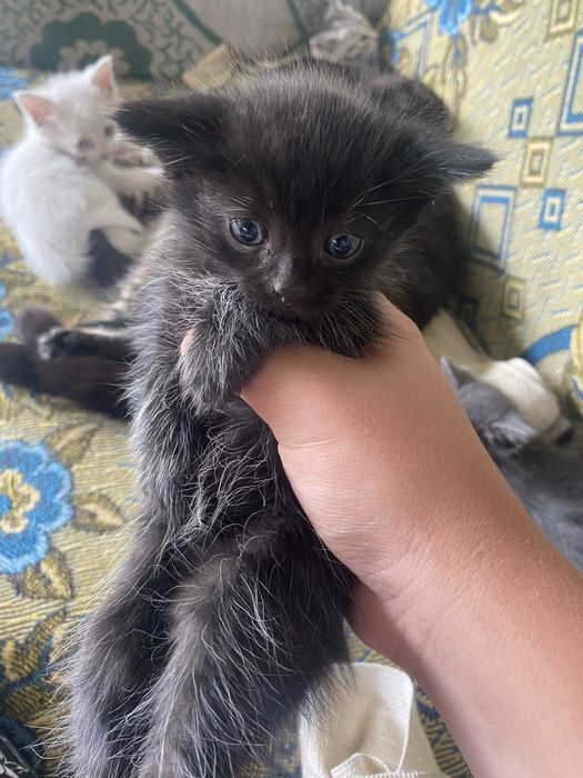 Одам котят бесплатно