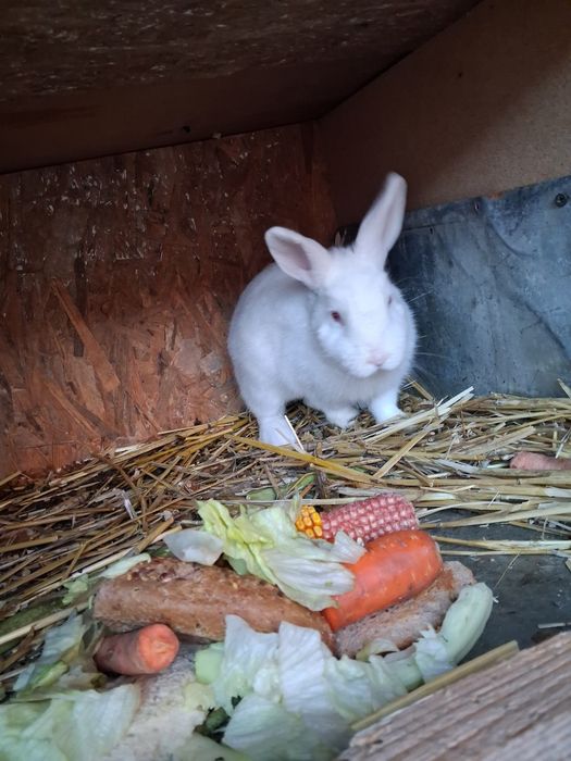 Pui de iepure pentru copii