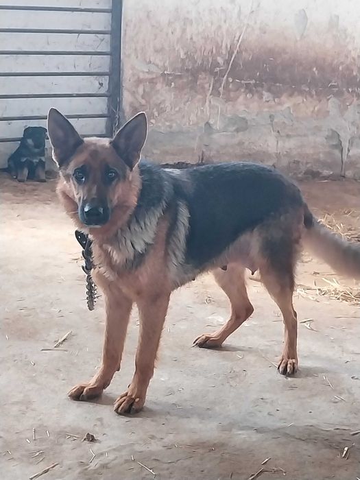 Кученца немска овчарка