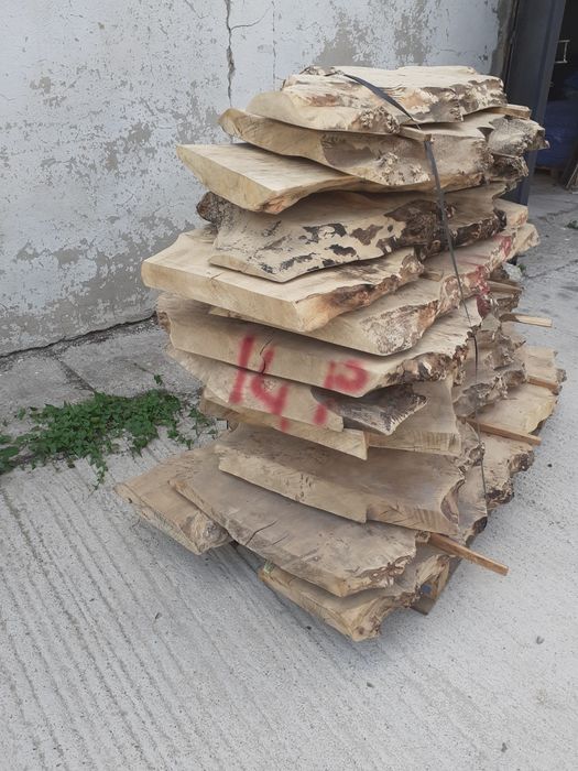 Blat blana Plop bubos uscat ideal masa cafea  semiprelucrat.