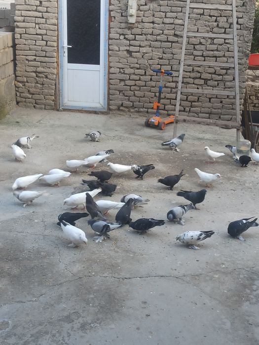 Kaftar sotiladi optim