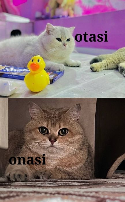 Zolotoy britanskiy shinshilla