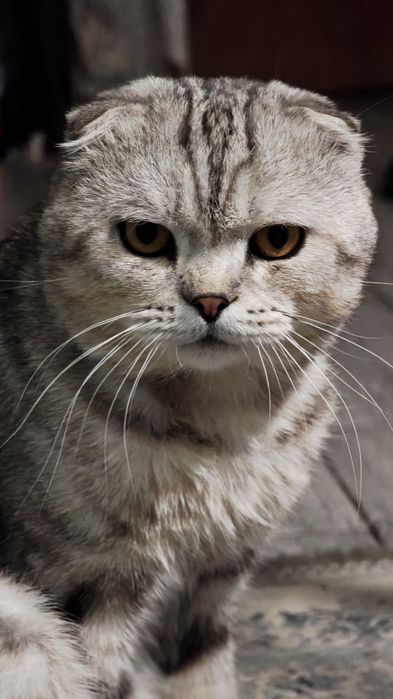 Пропал кот втслоухий