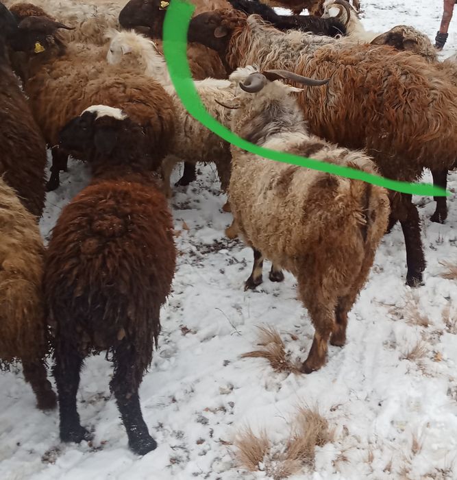 Продам кошкара на племя