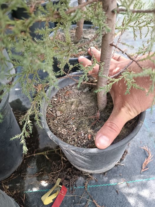 Аризонски Кипарис височина около 150 см