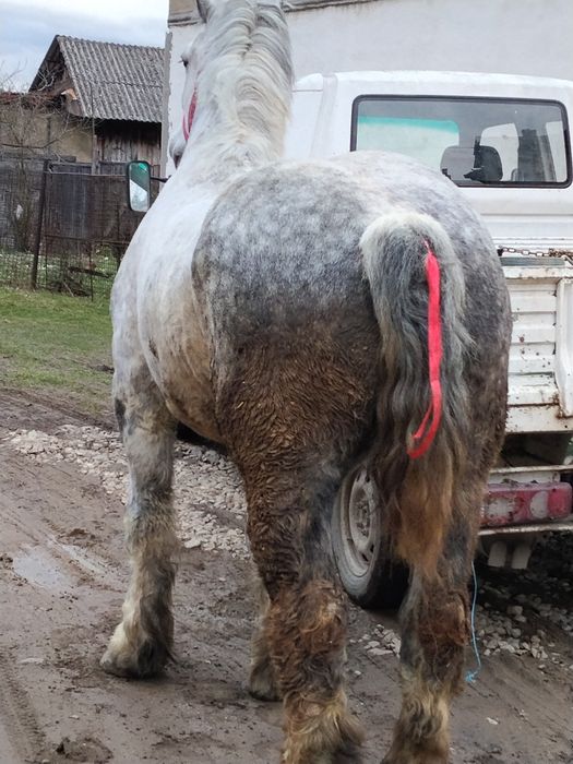Vând un cal greu de 5 ani