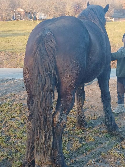 De vzare Mânzâ de 4 ani mai  múlté detali telefoni