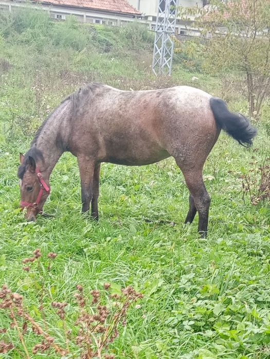 Vând iapa de 2 ani jumate iapa trage foarte bine merge foarte bine