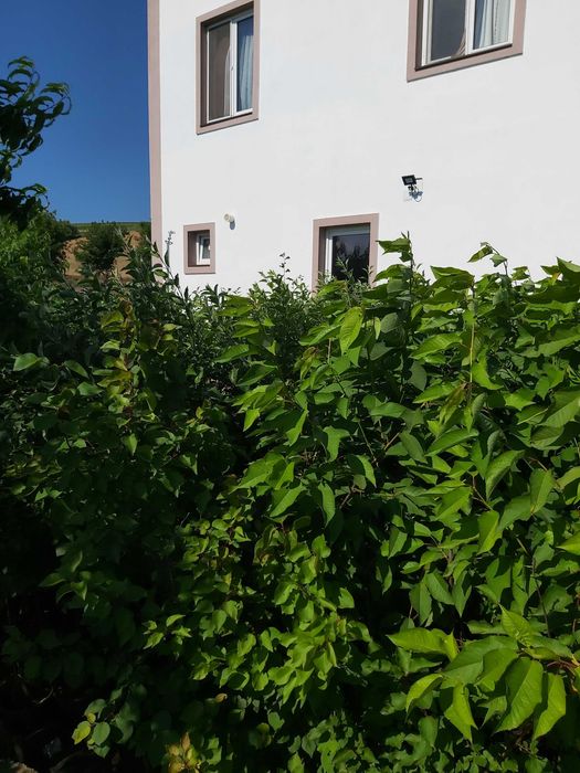 Pomi fructiferi si arbusti fructiferi in ghiveci