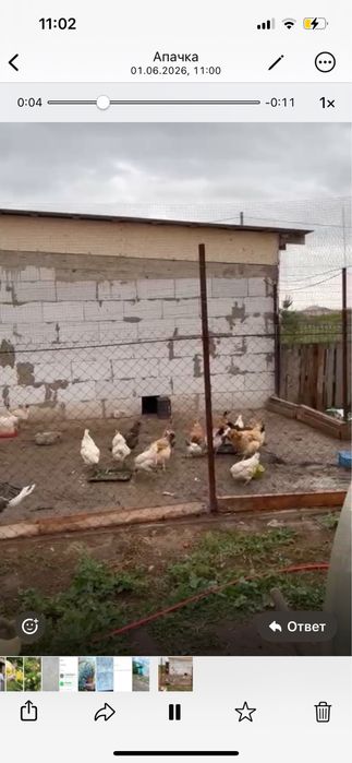 Куры домашние Астана продам оптом